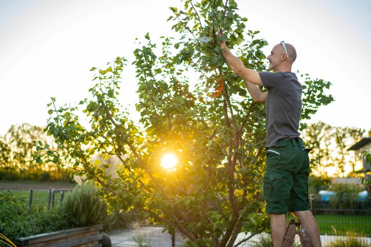 Gardener pruning tree branches during sunset landscaping work in Metro Atlanta